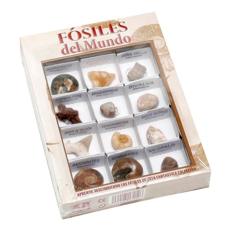 CAJA FÓSILES DEL MUNDO , NUMERO 1 CAJA FÓSILES DEL MUNDO , NUMERO 1