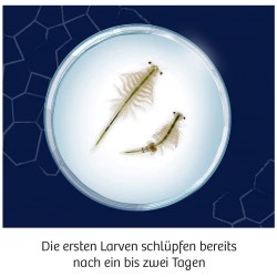 DRAGÓN MARINO AGUA SALADA, KOSMOS