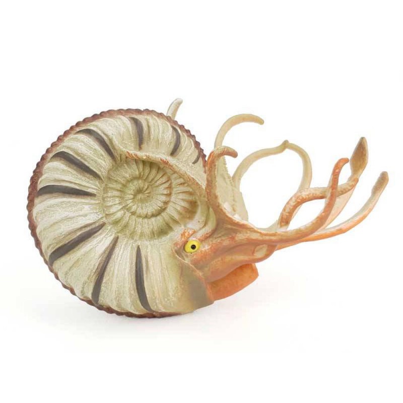 PLEUROCERAS AMMONITE, FIGURAS DE ANIMALES PLEUROCERAS AMMONITE, FIGURAS DE ANIMALES