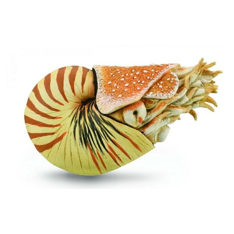 NAUTILUS POMPILIUS, FIGURAS DE ANIMALES NAUTILUS POMPILIUS, FIGURAS DE ANIMALES