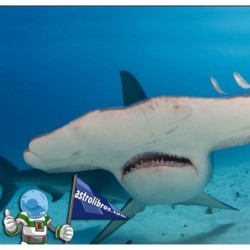 PROYECTOR LINTERNA ESCENAS MARINAS/ SHARK TORCH